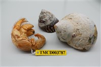 藏品(熊形紋寄居蟹)的圖片